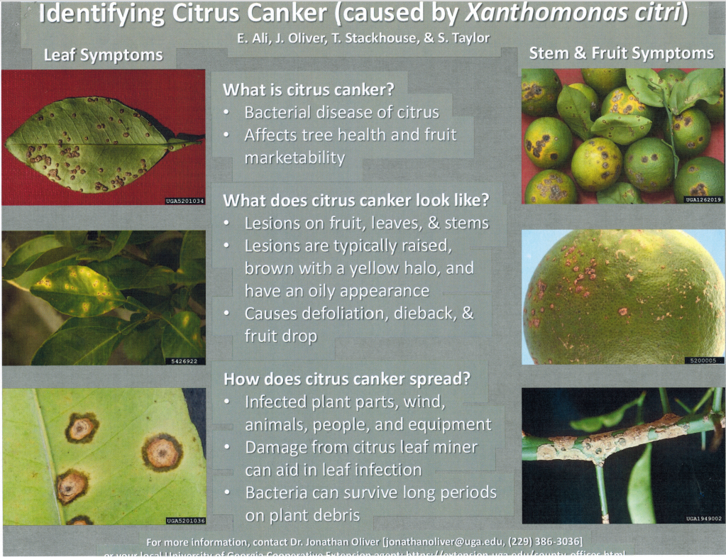 Identifying Citrus Canker