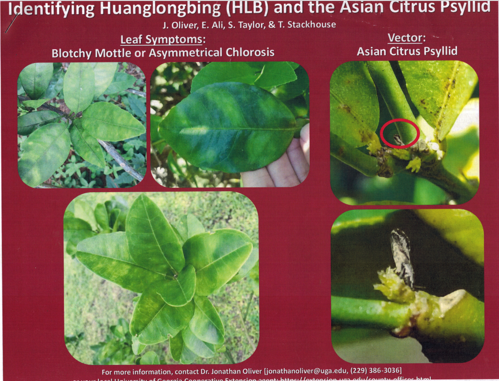 Identifying Citrus Greening